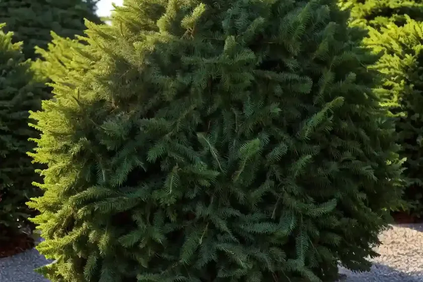 Cedar of lebanon (cedrus libani ‘hedgehog’) — photo 3