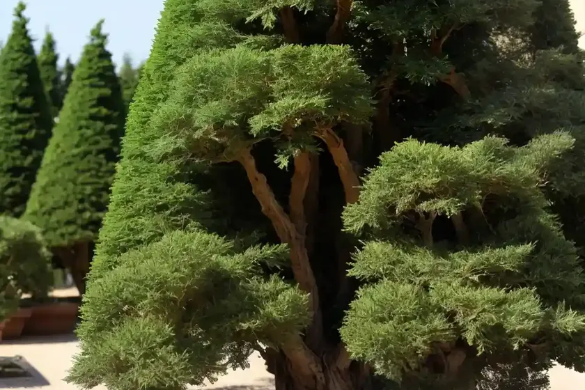 Cedar of lebanon (cedrus libani ‘sargentii’) — photo 3