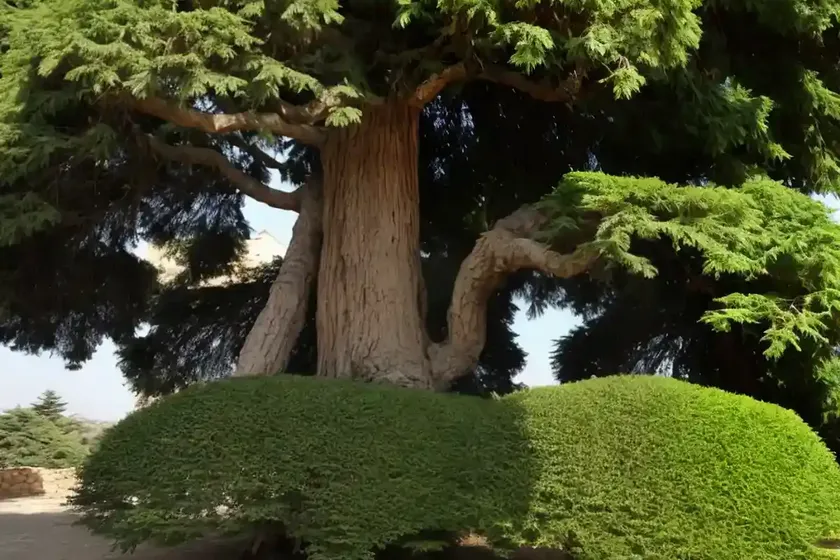 Cedar of lebanon (cedrus libanitica subsp. stenocoma) — photo 2