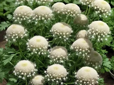 Celeriac (Apium Graveolens Var. Rapaceum ‘Diamant’)