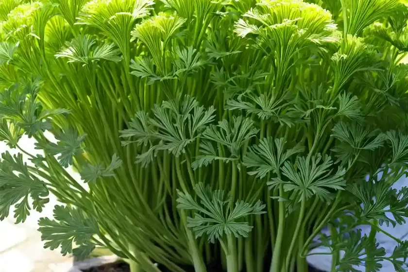 Celery (apium graveolens) — photo 2