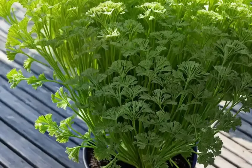 Celery (apium graveolens var. dulce) — photo 2