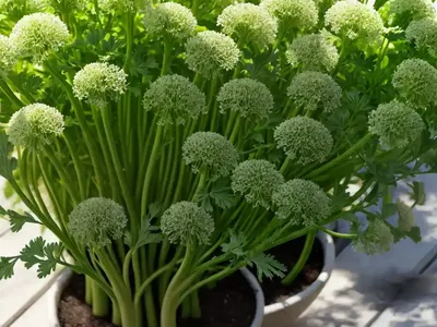 Celery (Apium Graveolens Var. Dulce)