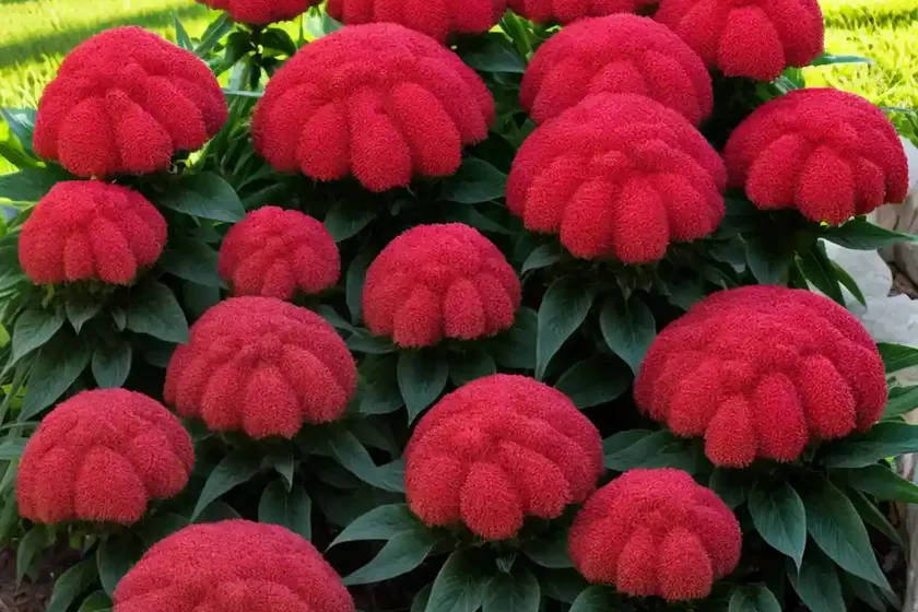 Celosia argentea var. cristata (plumosa group) — photo 2