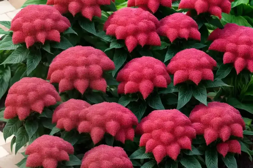 Celosia argentea var. cristata (plumosa group) ‘dragon’s breath’) — photo 2