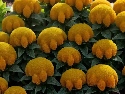 Celosia Argentea Var. Cristata (Plumosa Group) ‘Fresh Look Gold’)