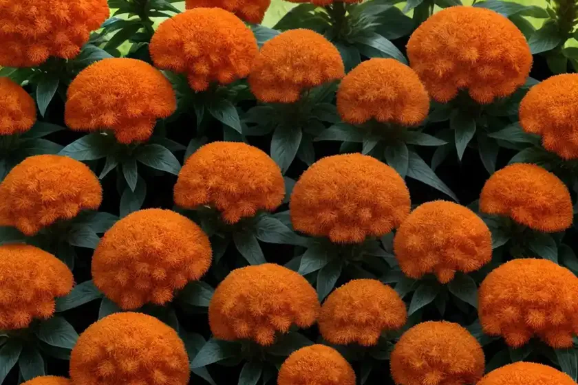 Celosia argentea var. cristata (plumosa group) ‘fresh look orange’) — photo 2
