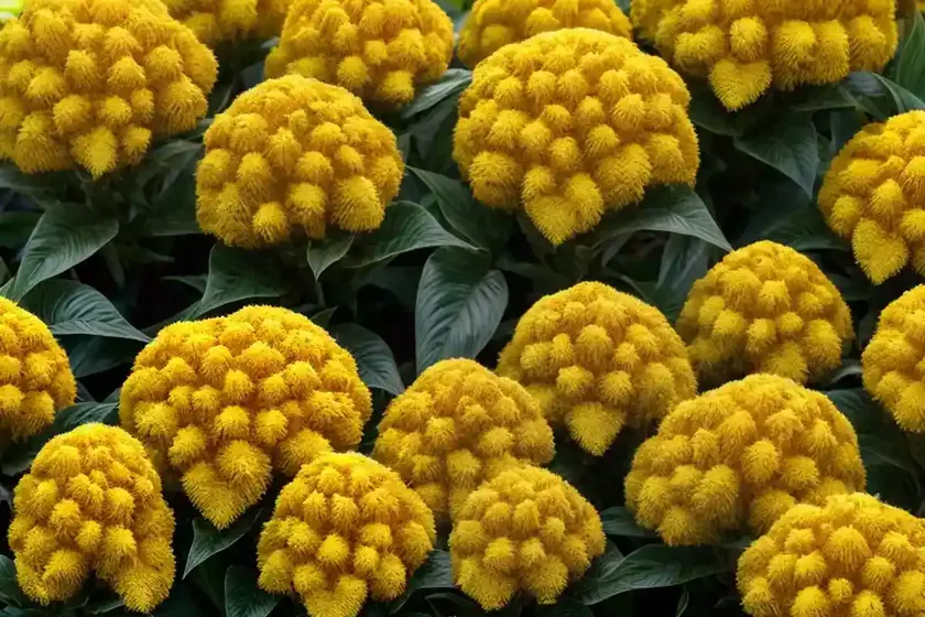 Celosia argentea var. cristata (plumosa group) ‘fresh look yellow’) — photo 3