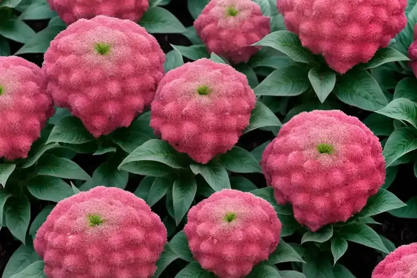 Celosia argentea var. cristata (plumosa group) ‘ice cream pink’) — photo 2