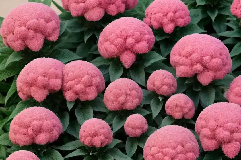 Celosia argentea var. cristata (plumosa group) ‘ice cream pink’) — photo 3