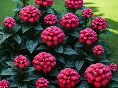 Celosia Caracas (Celosia Caracas)