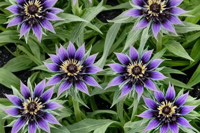 Centaurea Cyanus ‘Black Gem’ (Cornflower) — photo 2