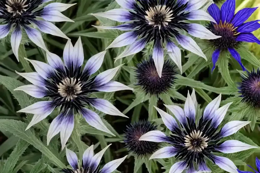 Centaurea Cyanus ‘Black Gem’ (Cornflower) — photo 3