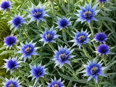 Centaurea Cyanus (Cornflower)