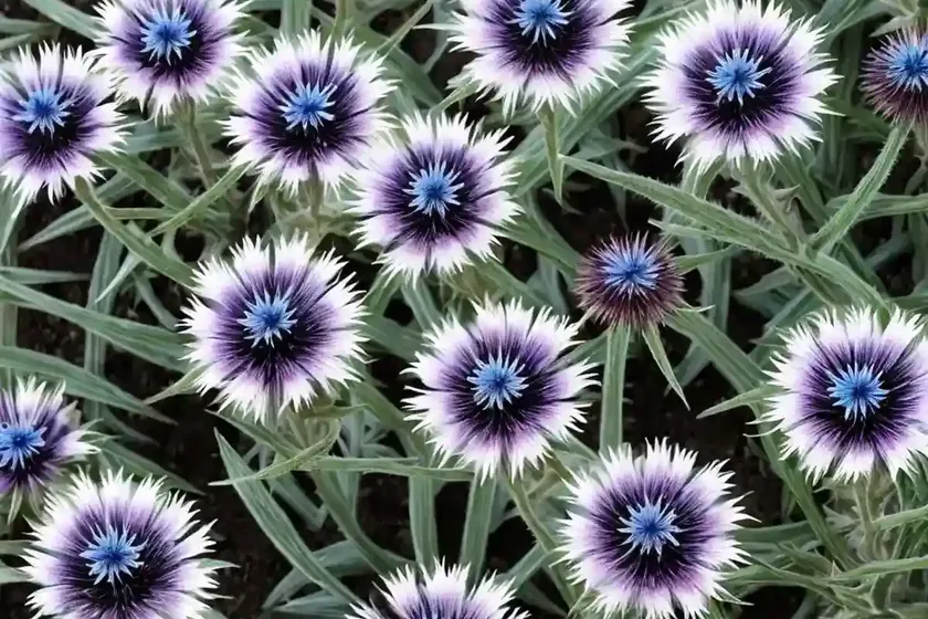 Centaurea cyanus ‘pinkie’ (cornflower) — photo 2