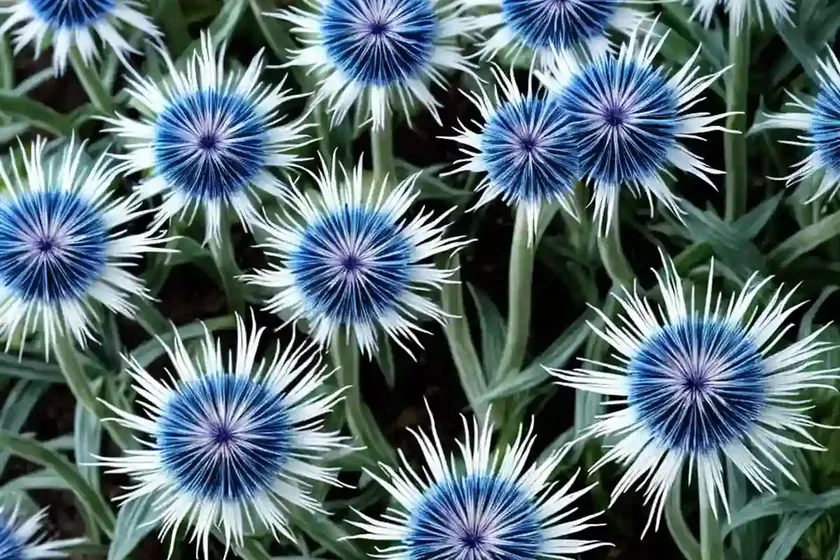 Centaurea cyanus ‘snowman’ (cornflower) — photo 2