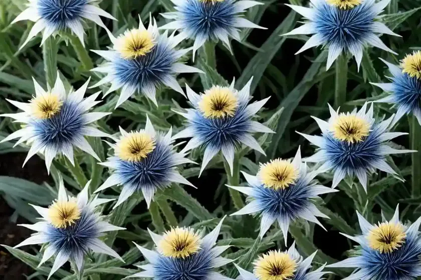 Centaurea cyanus ‘snowman’ (cornflower) — photo 3