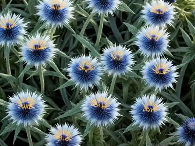 Centaurea Cyanus ‘Snowman’ (Cornflower)