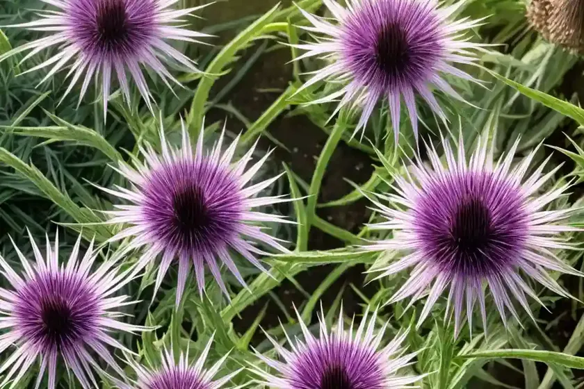 Centaurea macrocephala (giant knapweed) — photo 2