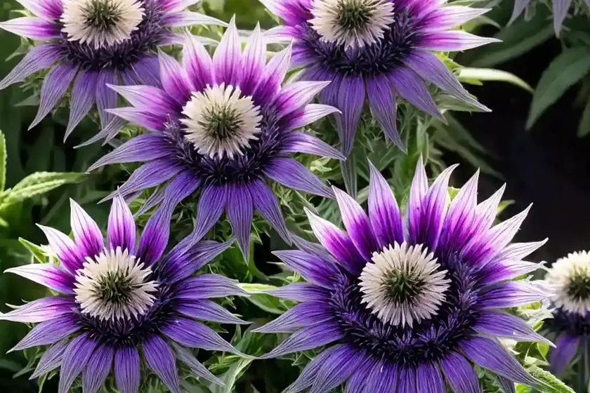 Centaurea montana ‘amethyst dream’ (mountain cornflower) — photo 3
