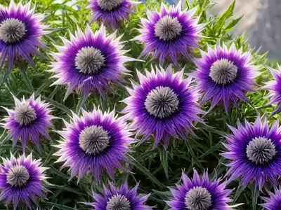 Centaurea Montana ‘Amethyst Dream’ (Mountain Cornflower)