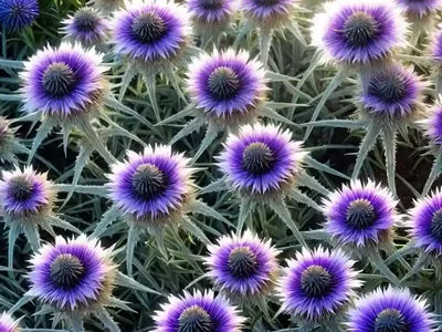Centaurea Montana ‘Amethyst In Snow’ (Mountain Cornflower)