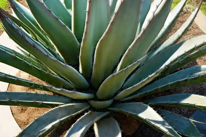 Century plant (agave attenuata) — photo 3