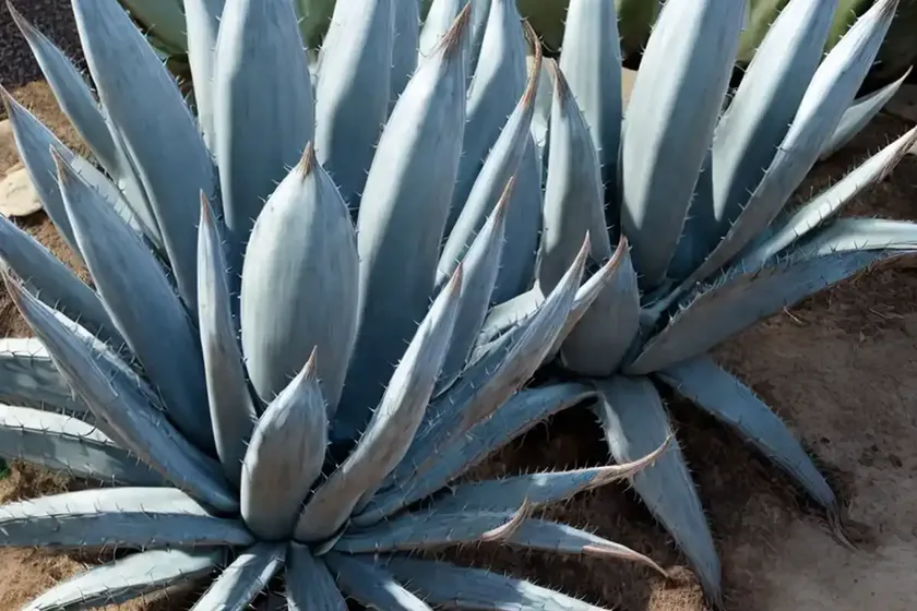Century plant (agave ‘blue glow’) — photo 2