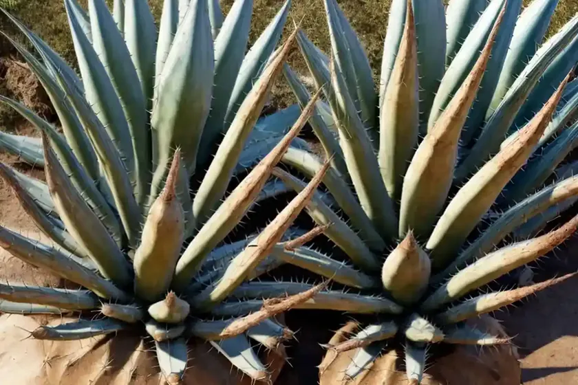 Century plant (agave schidigera ‘shira-ito-no-ohi’) — photo 3