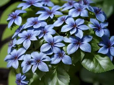 Ceratostigma Plumbaginoides (Dwarf Plumbago)