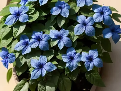 Ceratostigma Willmottianum (Chinese Plumbago)