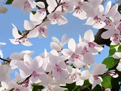 Cercis Canadensis F. Alba (White Eastern Redbud)