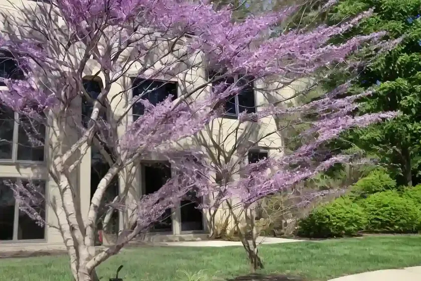 Cercis canadensis flame thrower (eastern redbud) — photo 2