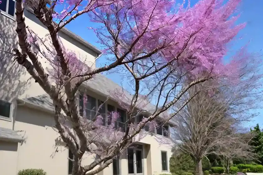 Cercis canadensis flame thrower (eastern redbud) — photo 3