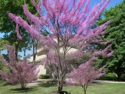 Cercis Canadensis Flame Thrower (Eastern Redbud)