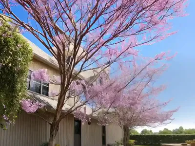 Cercis Canadensis Golden Falls� (Eastern Redbud)