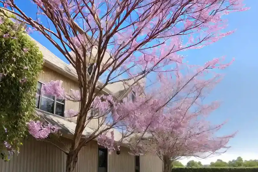 Cercis canadensis golden falls� (eastern redbud)