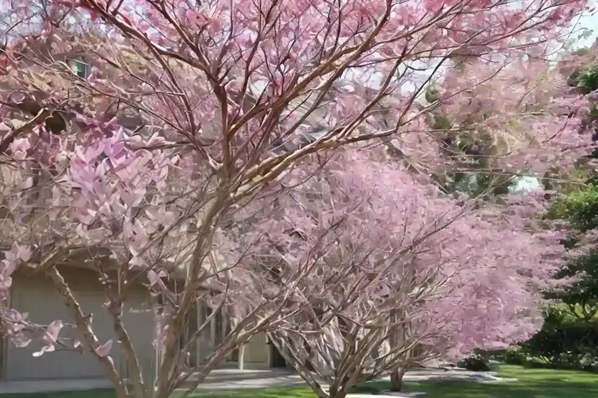 Cercis canadensis ‘hearts of gold’ (eastern redbud) — photo 2