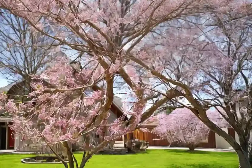 Cercis canadensis ‘hearts of gold’ (eastern redbud) — photo 3