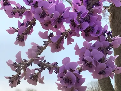 Cercis Canadensis Lavender Twist (Eastern Redbud)