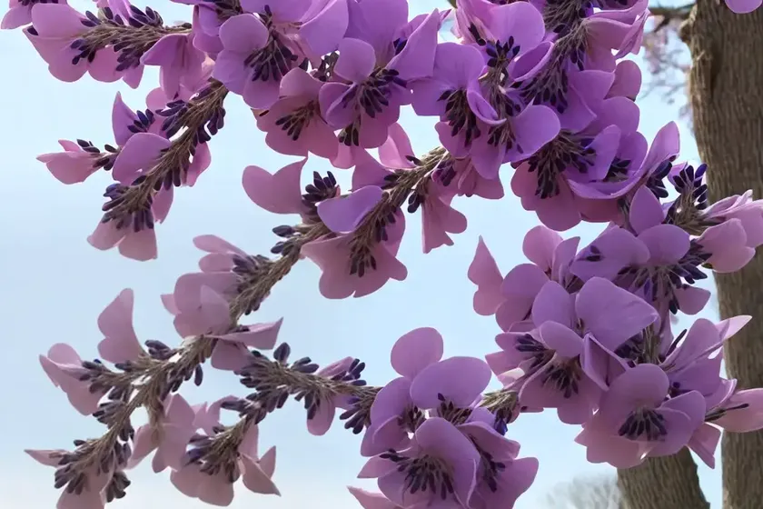 Cercis canadensis lavender twist (eastern redbud)