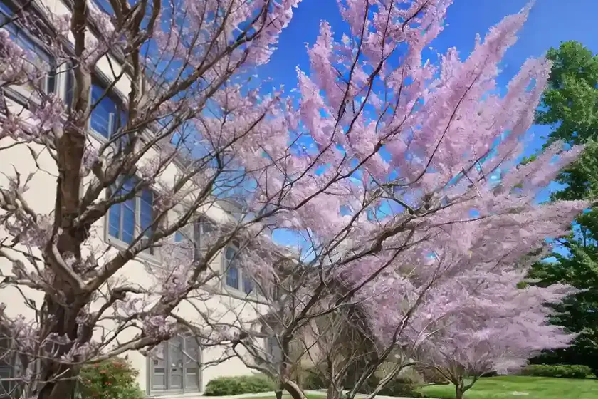 Cercis canadensis ‘merlot’ (eastern redbud) — photo 2