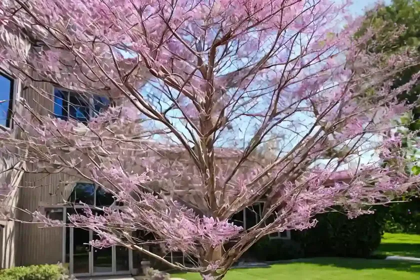 Cercis canadensis ‘merlot’ (eastern redbud) — photo 3