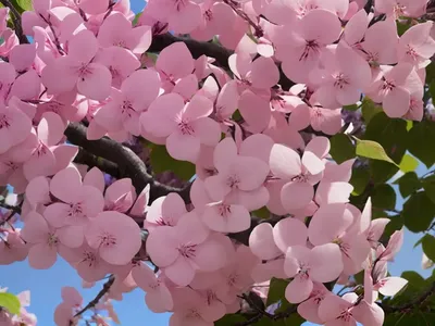 Cercis Canadensis ‘Merlot’ (Eastern Redbud)