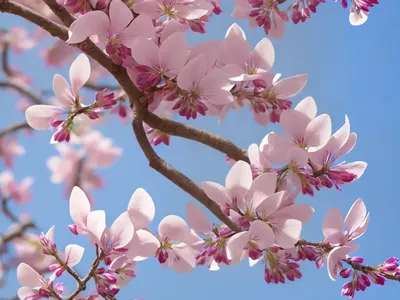 Cercis Canadensis Summer’s Tower (Eastern Redbud)