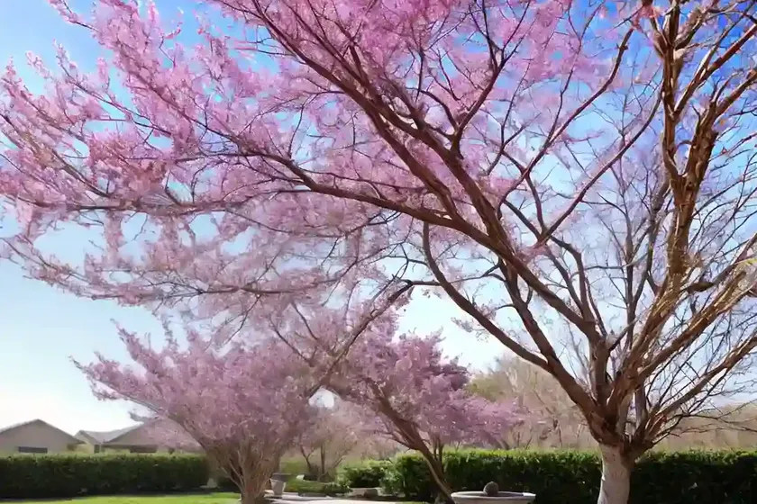 Cercis occidentalis (western redbud) — photo 2