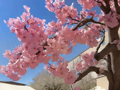 Cercis Occidentalis (Western Redbud)