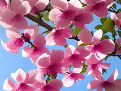Cercis Siliquastrum (Judas Tree)