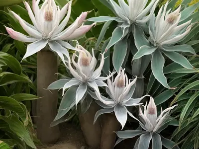 Cereus Validus (Cereus Validus)