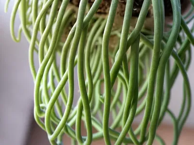 Chain Rhipsalis (Rhipsalis Paradoxa)